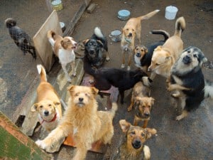 animal cruelty laws