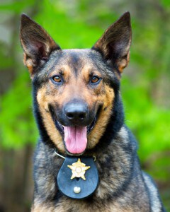drug sniffing dogs