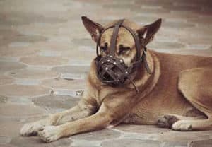 animal attack lawyer