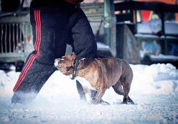 South Carolina Dog Bite Lawyers